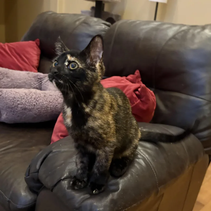 Enid INDOOR ONLY thumbnail 3