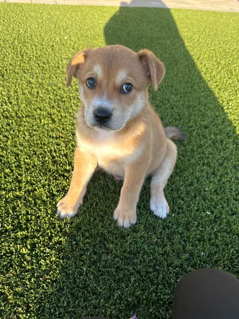 A baby medium-sized male Labrador Retriever dog named Din Djarin for adoption in Phoenix, AZ