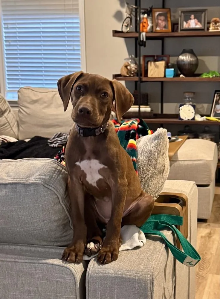 A baby large-sized female Weimaraner dog named Betty for adoption in Littleton, CO