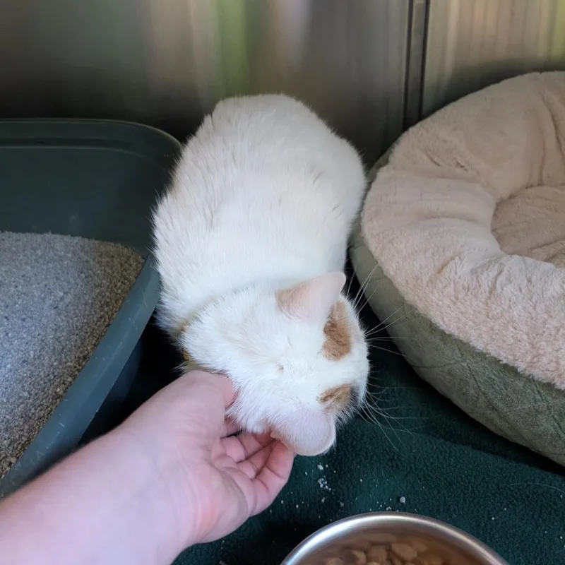 A young medium-sized female White Domestic Short Hair cat named Daisy for adoption in Ottawa, KS