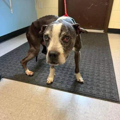 A senior medium-sized male Black Mixed Breed dog named Otis for adoption in Bastrop, TX