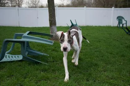 An adult medium-sized male Mixed Breed dog named Levy for adoption in Belleville, MI