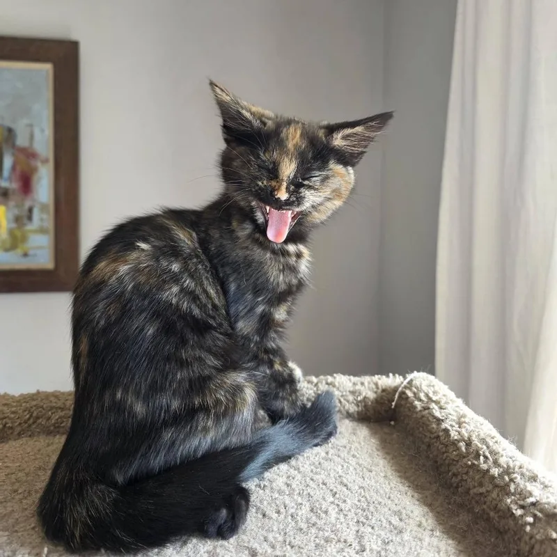 Snickers
