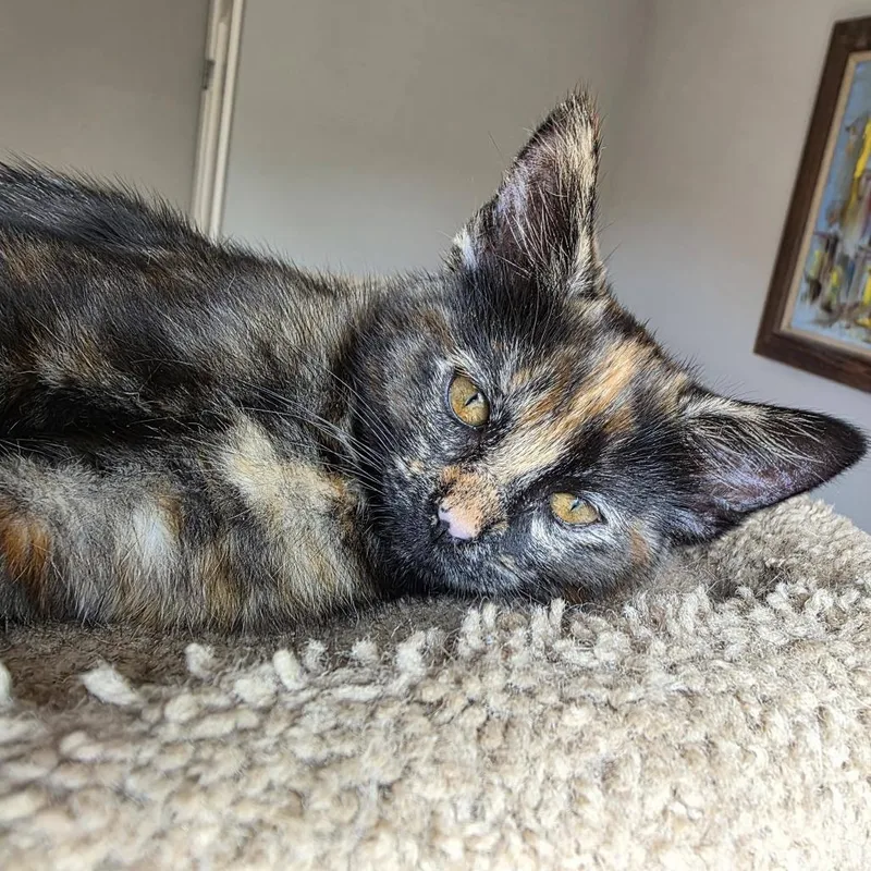 Snickers thumbnail 3
