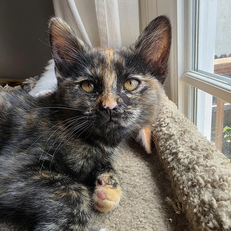 Snickers thumbnail 4