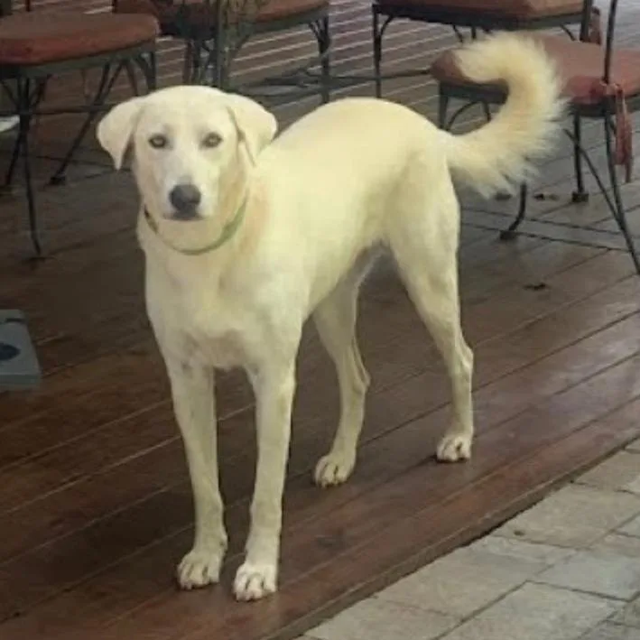An adult small-sized female Labrador Retriever dog named Ava for adoption in Lenoir, NC
