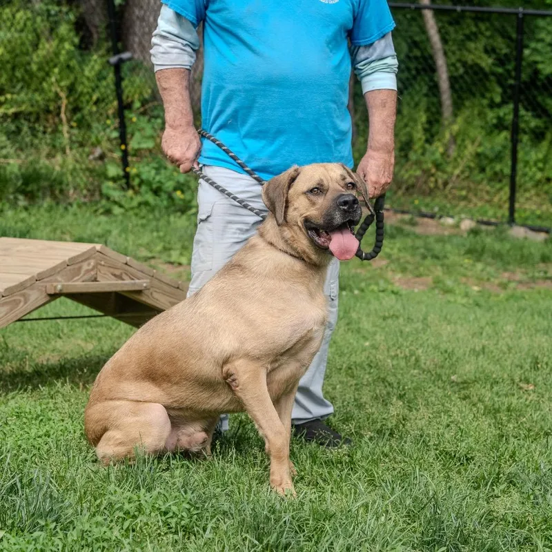 An adult extra large-sized male Yellow / Tan / Blond / Fawn Mastiff dog named Hooch for adoption in Pawling, NY