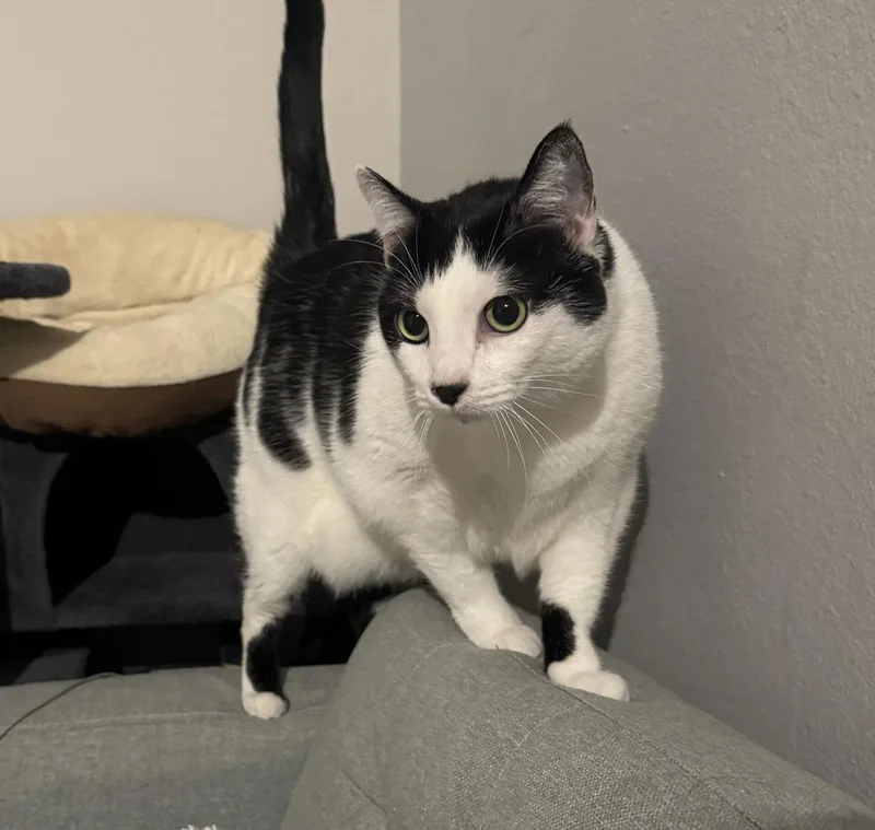 An adult medium-sized female Black & White / Tuxedo Domestic Short Hair cat named Pepperpoppers for adoption in San Jose, CA
