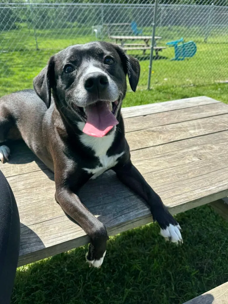 An adult medium-sized female Labrador Retriever dog named Rosie for adoption in Marion, OH