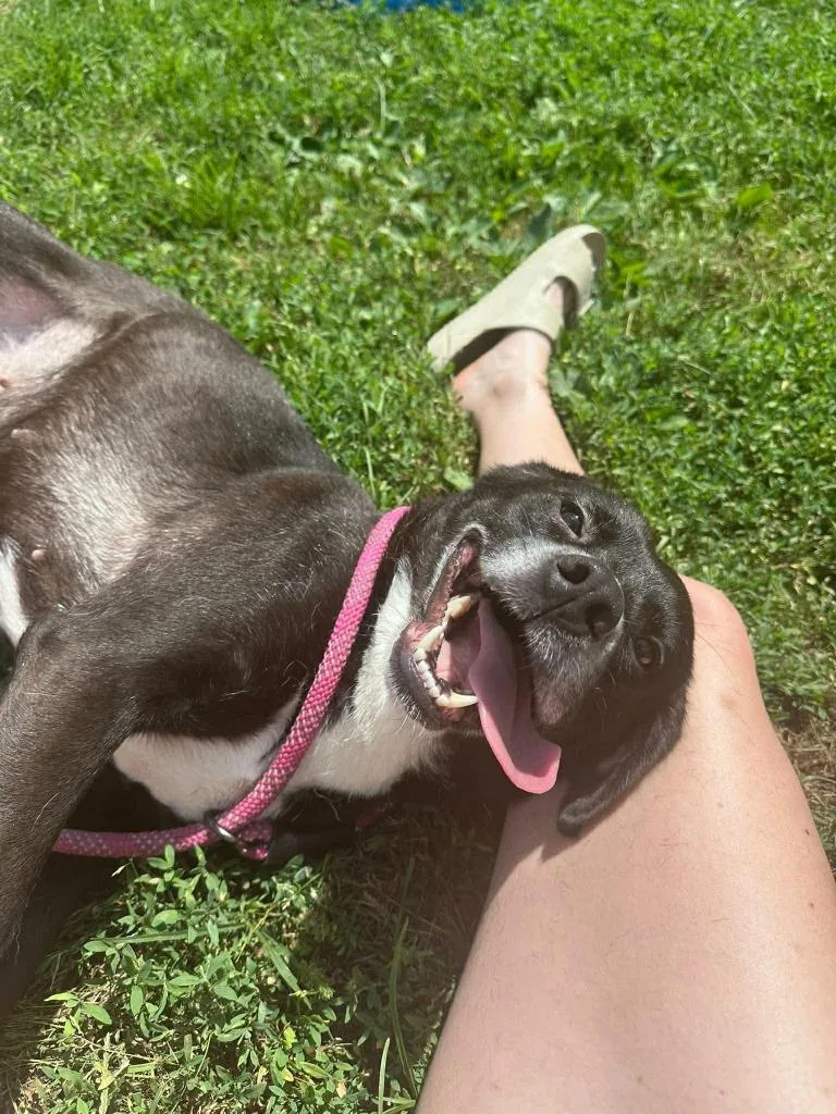 Rosie thumbnail 2