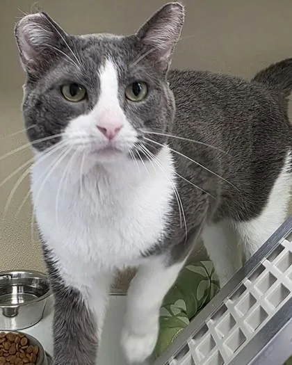 An adult medium-sized male Domestic Short Hair cat named Uther for adoption in Fishers, IN