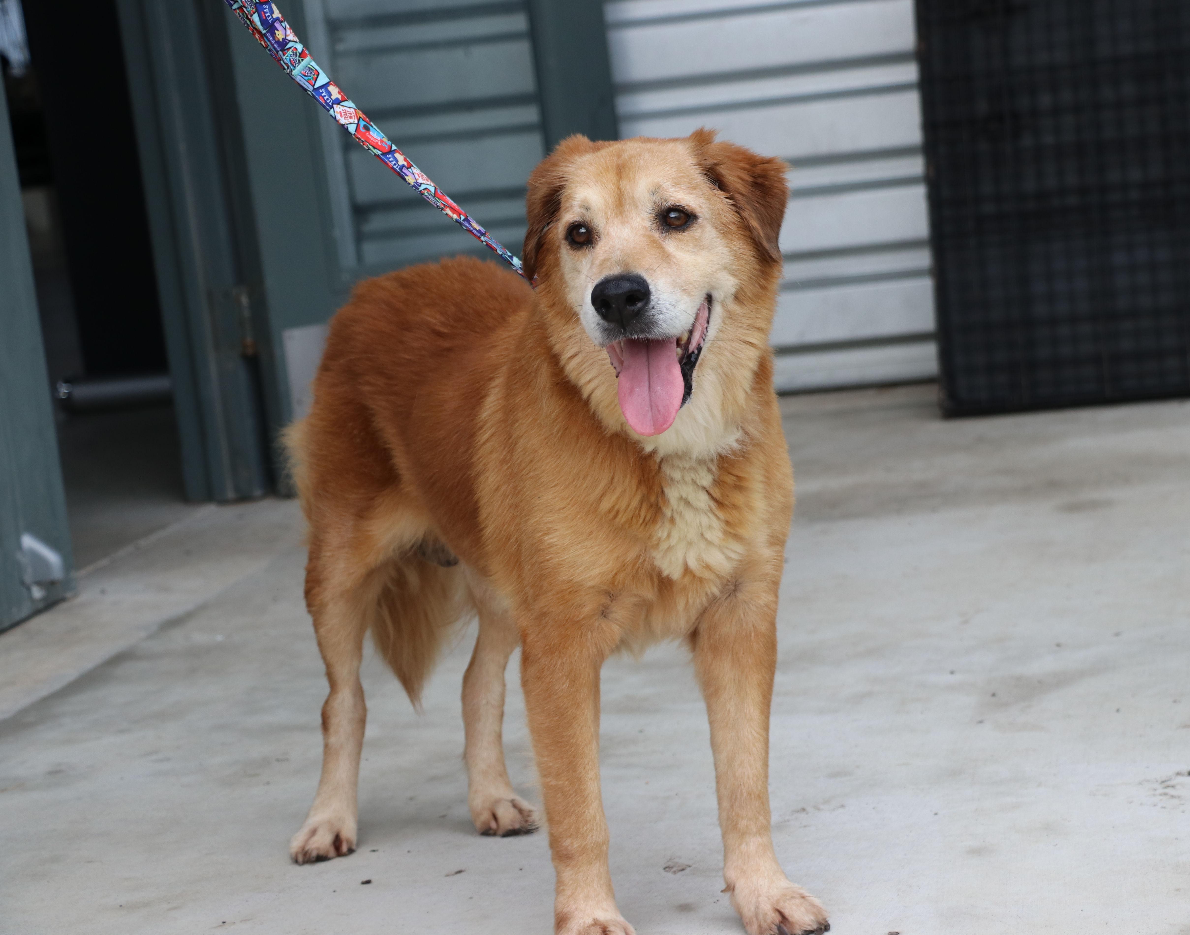 An adult medium-sized male Red / Chestnut / Orange Golden Retriever dog named Rusty Redd for adoption in Pflugerville, TX