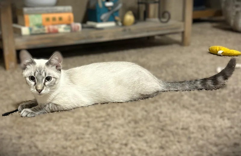 A baby small-sized female Lilac Point Siamese cat named Rosie for adoption in Mankato, MN