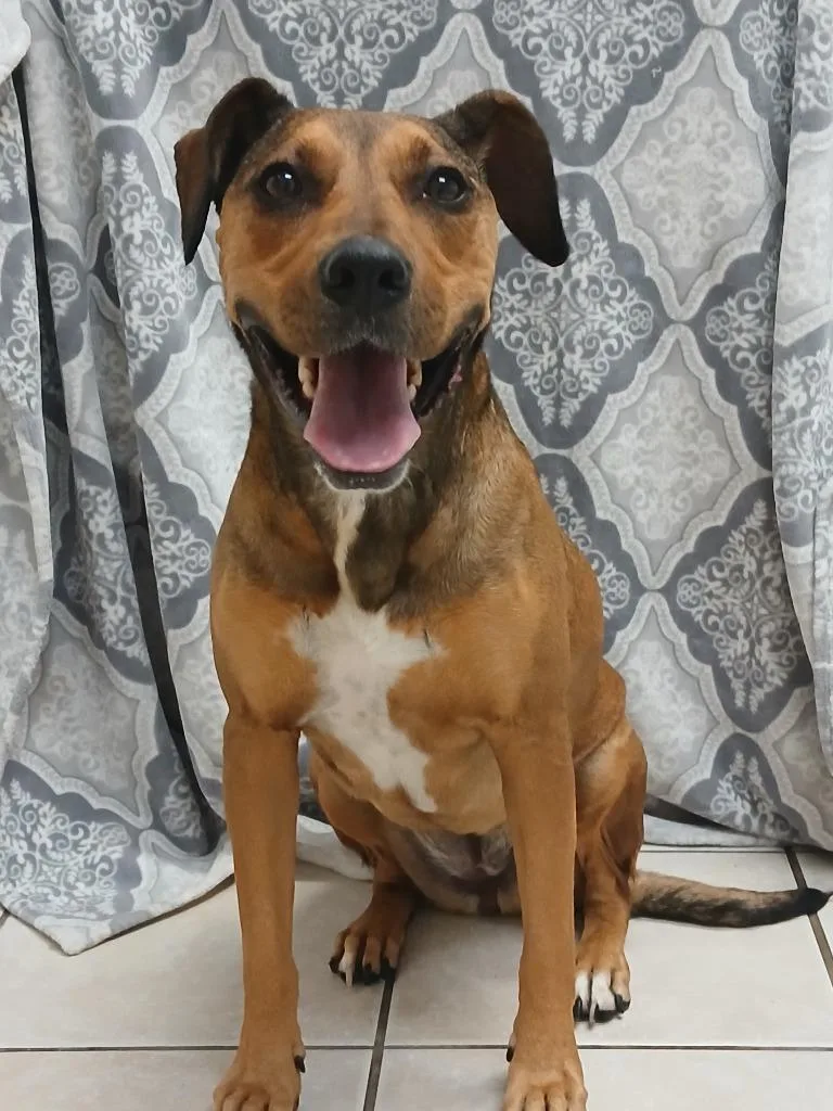 An adult large-sized female Labrador Retriever dog named Lola for adoption in Fort Worth, TX
