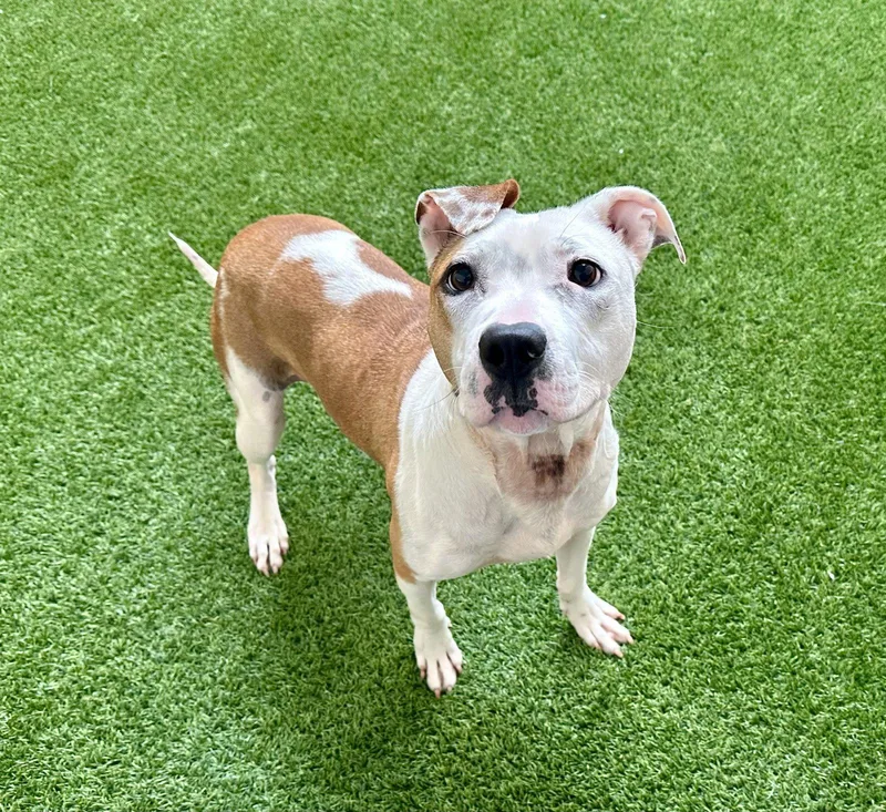 An adult medium-sized female Pit Bull Terrier dog named Sonnet for adoption in Burlingame, CA