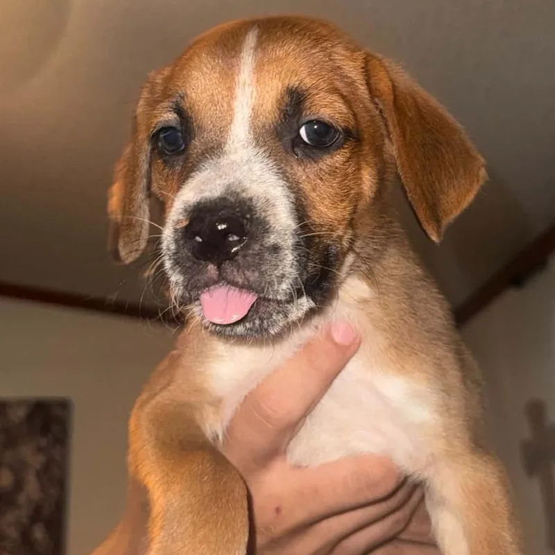 A baby small-sized male Brown / Chocolate Boxer dog named Terrence for adoption in Oceanside, NY