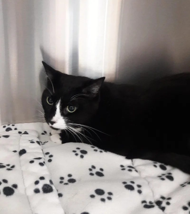 An adult large-sized female Black & White / Tuxedo Domestic Short Hair cat named Love for adoption in Mesquite, NV