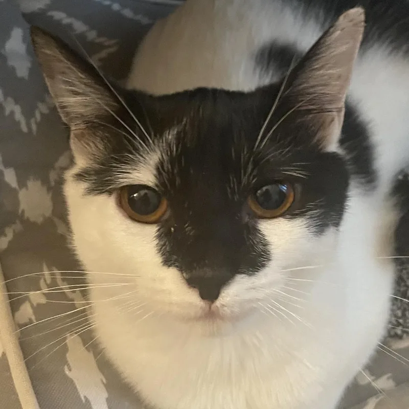An adult medium-sized female Black & White / Tuxedo Domestic Short Hair cat named Amanda for adoption in Plainfield, IL