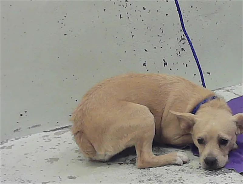 A young medium-sized female French Bulldog dog named A for adoption in Houston, TX