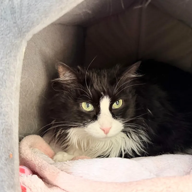An adult medium-sized female Domestic Long Hair cat named Harriet for adoption in State College, PA