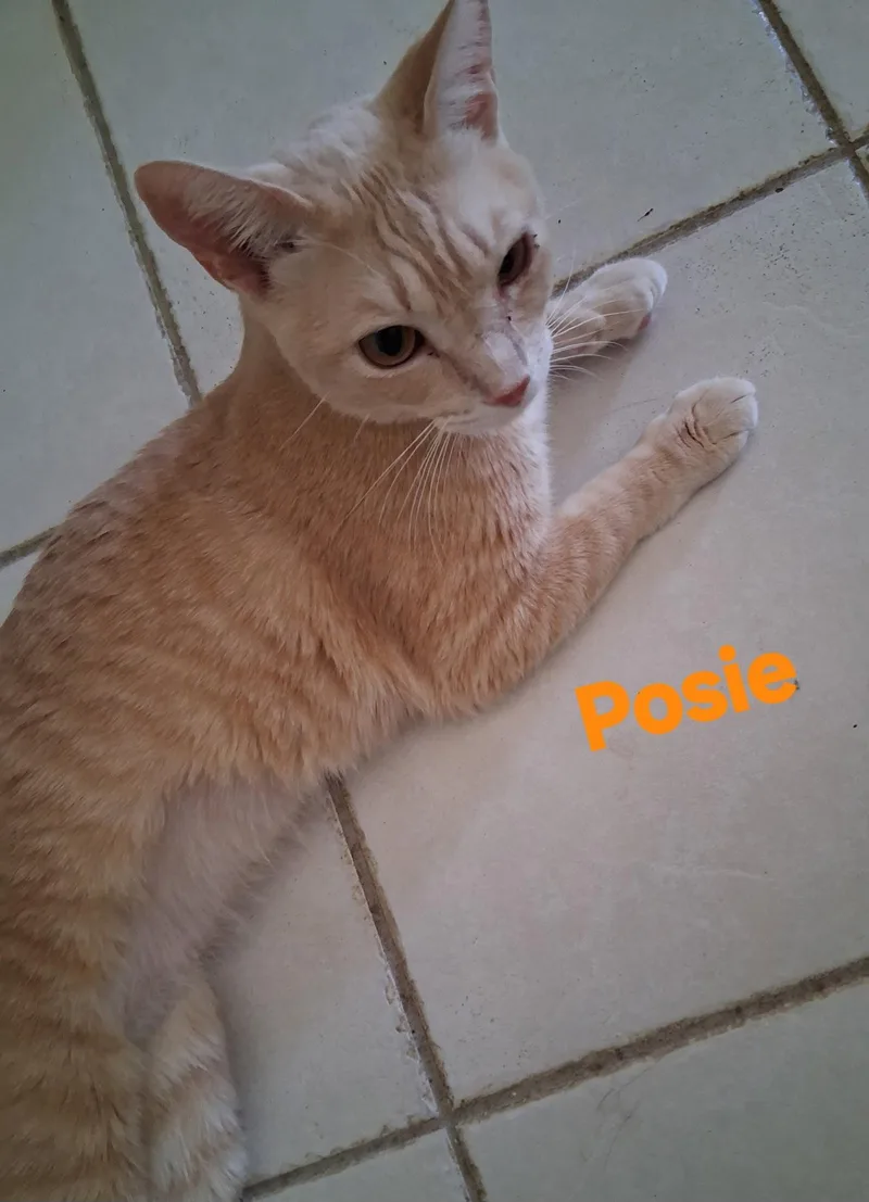 A young medium-sized female Orange / Red Domestic Short Hair cat named Posie for adoption in Longwood, FL