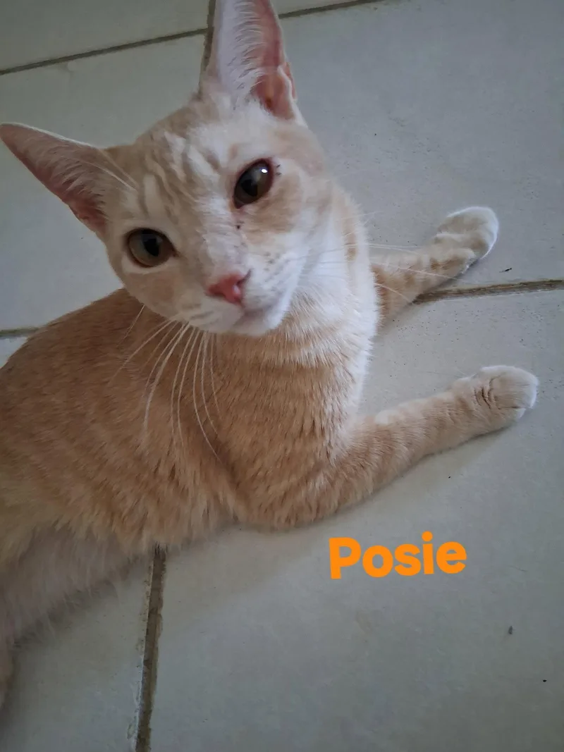 Posie thumbnail 2