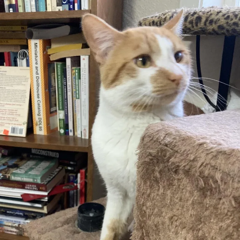 An adult medium-sized male Orange / Red Domestic Short Hair cat named Carnelian for adoption in Bismarck, ND