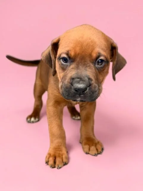 A baby small-sized female Boxer dog named Ella for adoption in Agoura, CA