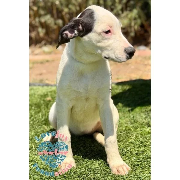 A baby medium-sized female White / Cream Hound dog named Violet Litter for adoption in Inglewood, CA