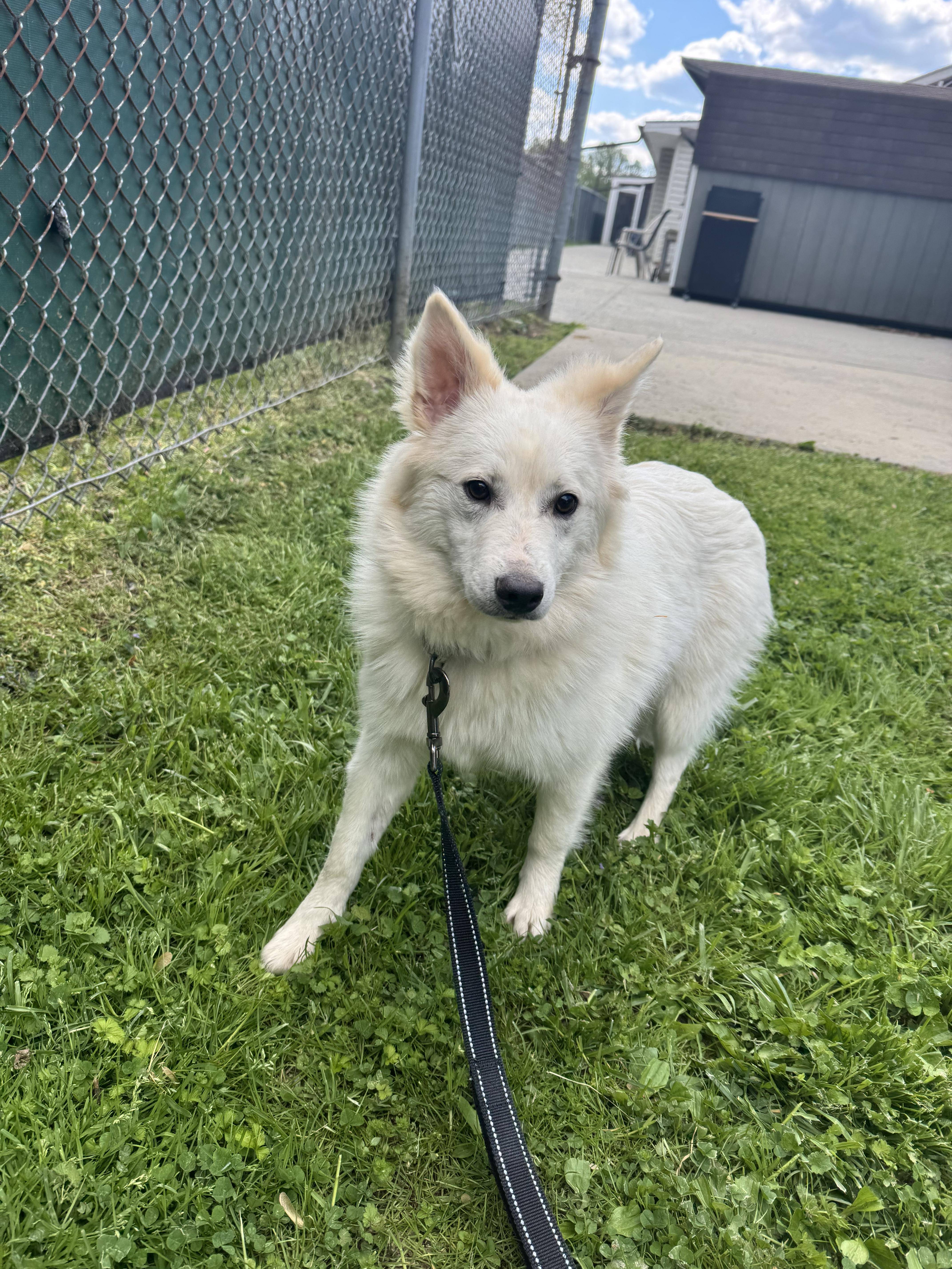 An adult medium-sized male Mixed Breed dog named Frozone for adoption in Reisterstown, MD