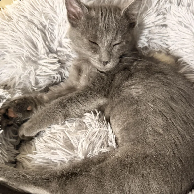 A baby medium-sized female Domestic Medium Hair cat named Violet for adoption in Norco, CA