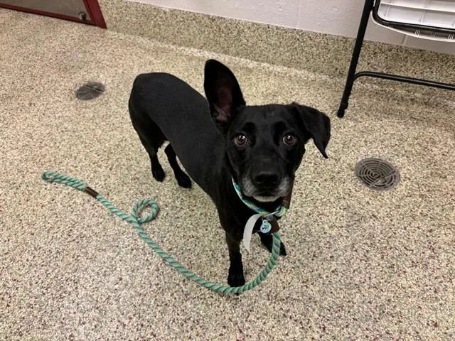 An adult medium-sized male Terrier dog named Brody for adoption in Colorado Springs, CO