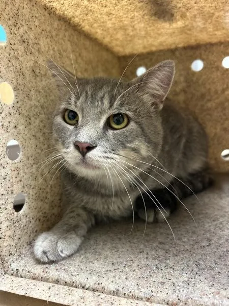 An adult large-sized male Domestic Short Hair cat named Grim for adoption in Virginia Beach, VA
