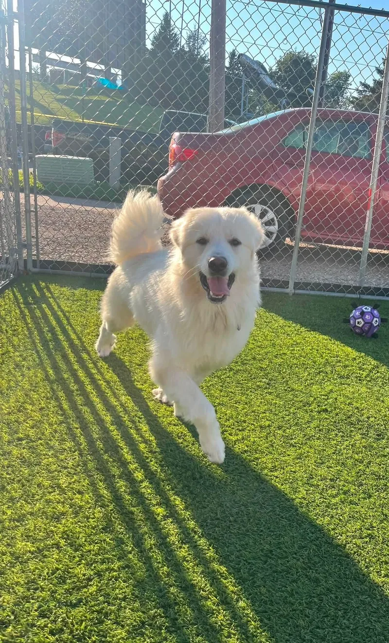 A young large-sized male White / Cream Great Pyrenees dog named Luca for adoption in Cedar Rapids, IA