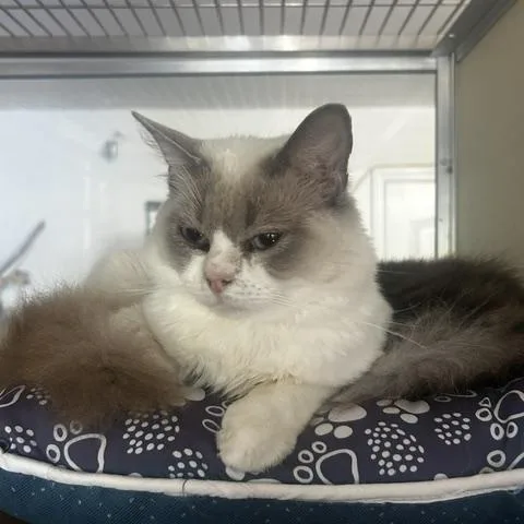 A young medium-sized male Buff & White Ragdoll cat named Alan for adoption in Lehigh Acres, FL