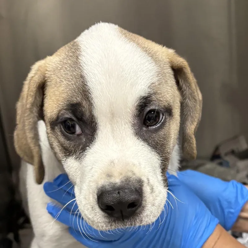 A baby small-sized male White / Cream Mixed Breed dog named Oreo for adoption in Galveston, TX