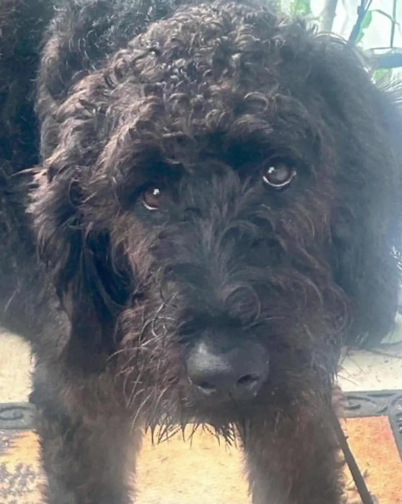 A young large-sized male Labradoodle dog named Winston for adoption in Falls Church, VA