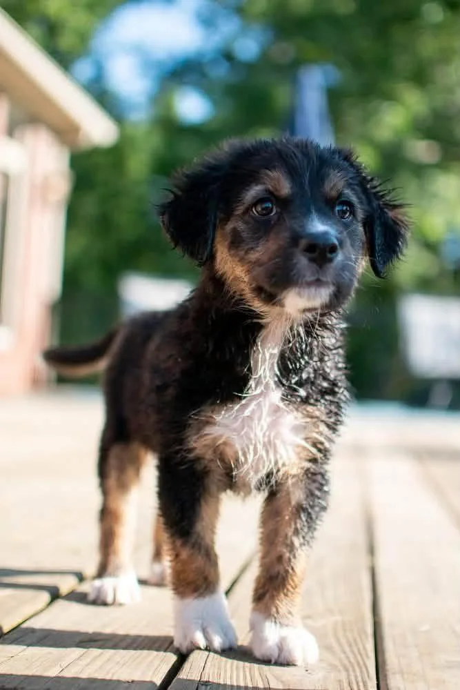 A baby medium-sized female Mixed Breed dog named Cowgirl Jessie for adoption in Germantown, OH