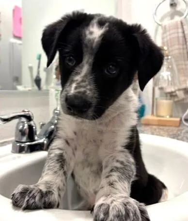 A baby small-sized male Tricolor (Brown, Black, & White) Catahoula Leopard Dog dog named Scout for adoption in Dallas, TX