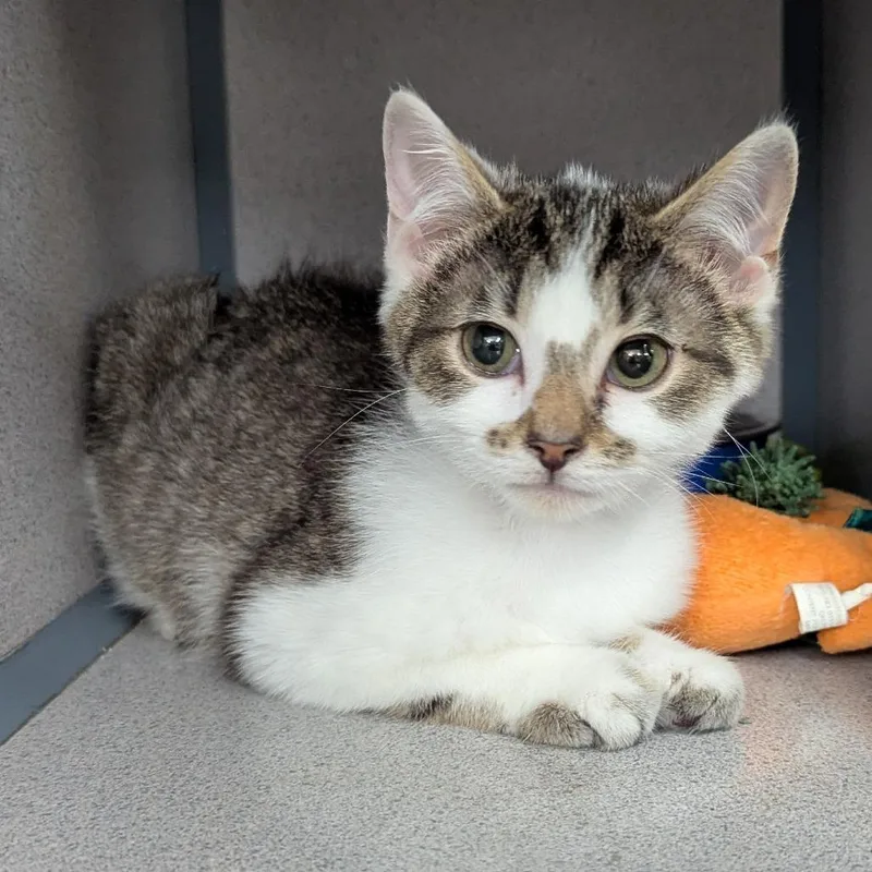 A baby small-sized male Brown / Chocolate Domestic Short Hair cat named Teor for adoption in Evansville, IN