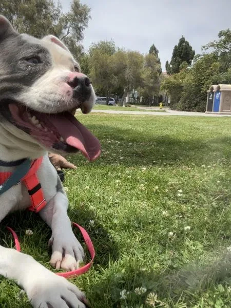 A senior medium-sized female Pit Bull Terrier dog named Kiwi for adoption in San Diego, CA