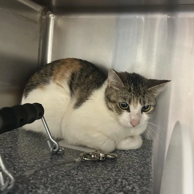 A young small-sized female Calico Domestic Short Hair cat named Claudette for adoption in Yanceyville, NC