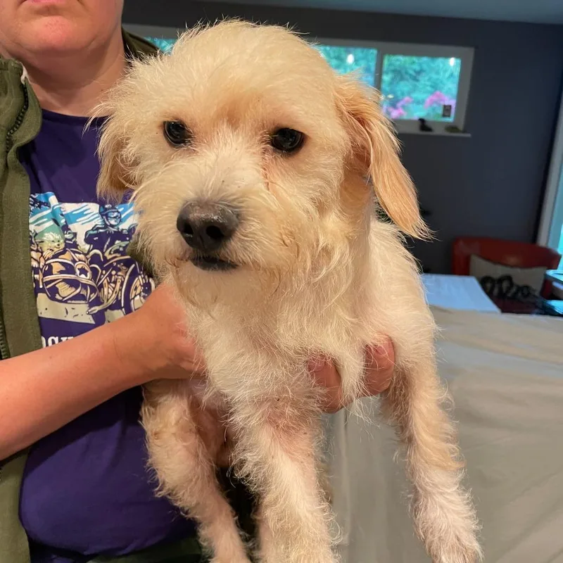 An adult small-sized male White / Cream Terrier dog named Fred for adoption in San Francisco, CA