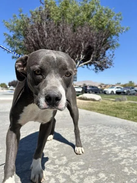 An adult medium-sized female Pit Bull Terrier dog named Pomni for adoption in Victorville, CA