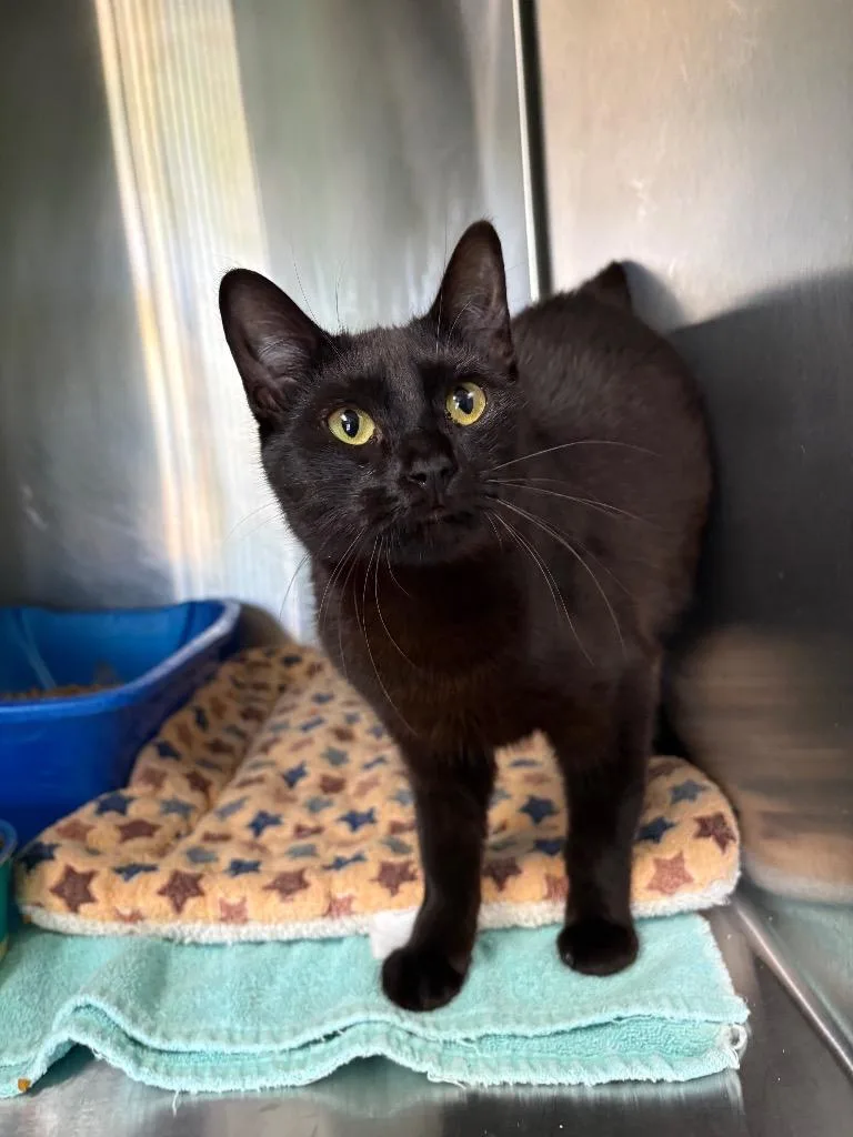 A young medium-sized female Domestic Short Hair cat named Momo for adoption in Ellijay, GA