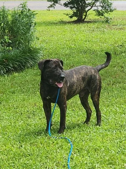 An adult large-sized male Mixed Breed dog named Rain Forest for adoption in Chamblee, GA