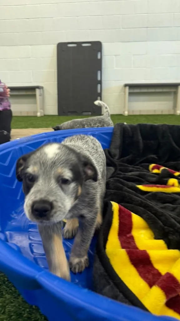 A baby medium-sized male Australian Cattle Dog / Blue Heeler dog named Drover for adoption in Phoenix, AZ