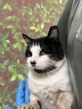 An adult medium-sized female Domestic Short Hair cat named Corrinna for adoption in San Antonio, TX