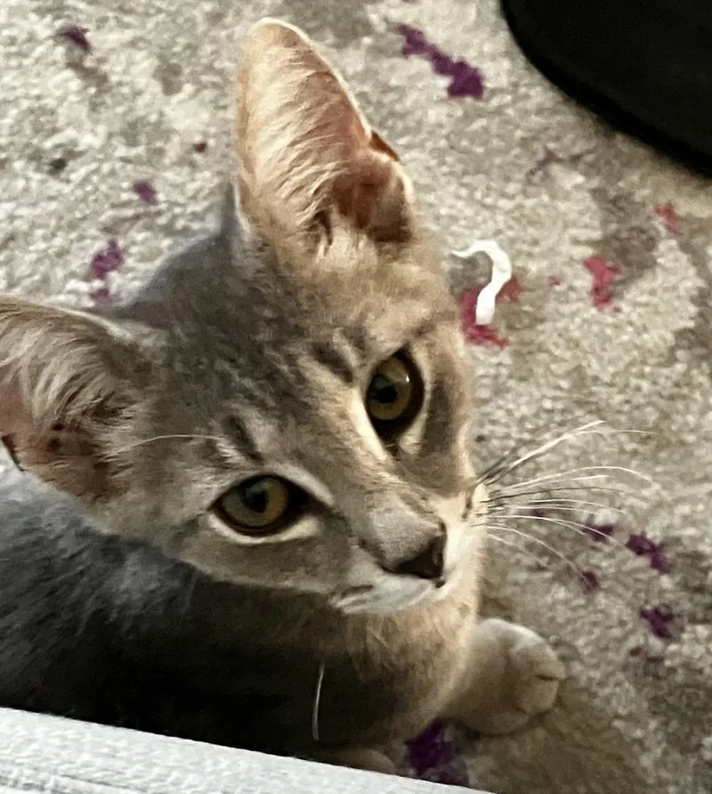 A baby small-sized male Domestic Short Hair cat named Watson for adoption in Havertown, PA