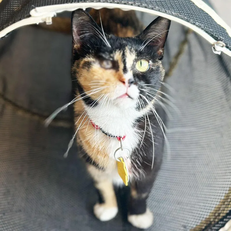 An adult small-sized female Domestic Short Hair cat named Fedora for adoption in Port Washington, NY